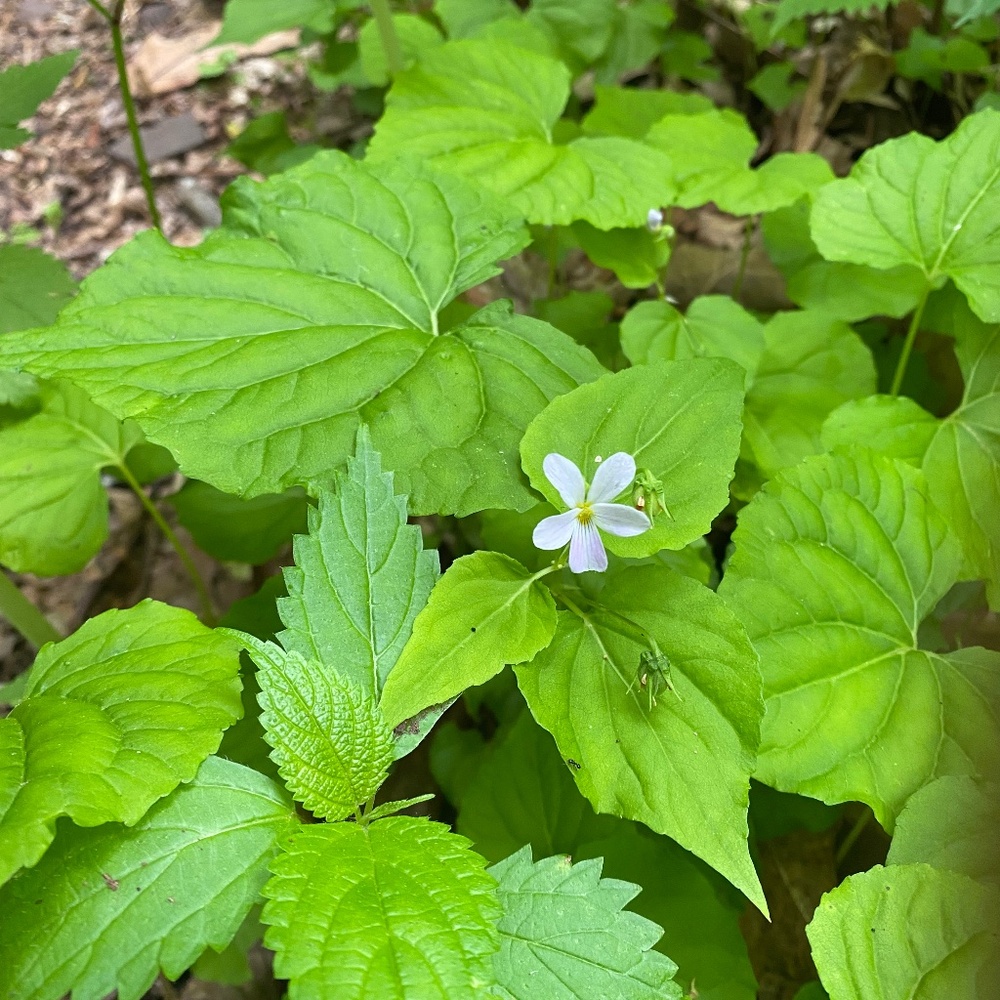 Meet your Posher, Helen